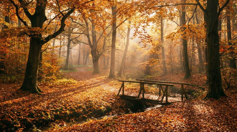 高清无码传媒秋日风景